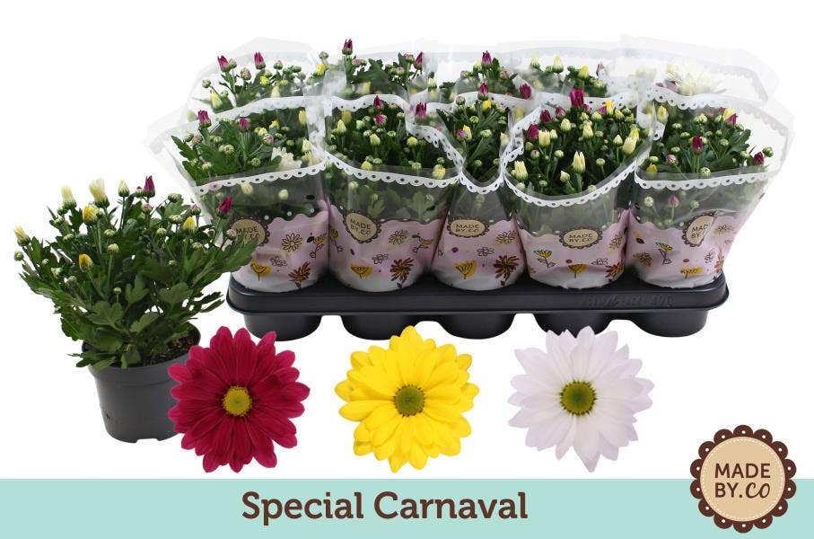 Chrysanthemum Carnaval