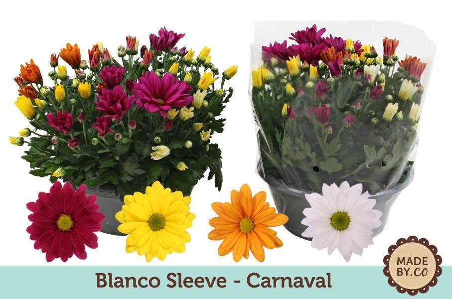 Chrysanthemum carnaval