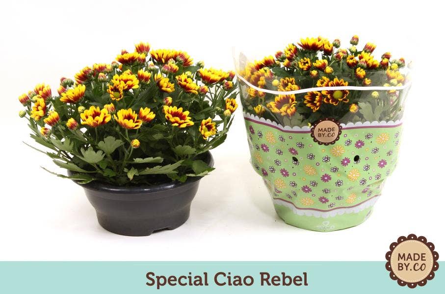 Chrysanthemum Ciao Rebel (per layer)