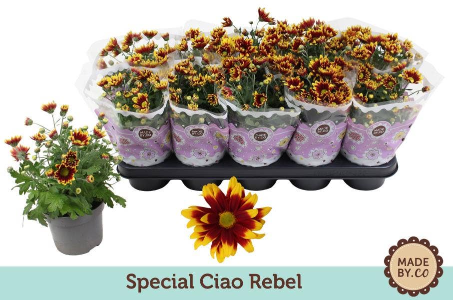 Chrysanthemum Ciao Rebel
