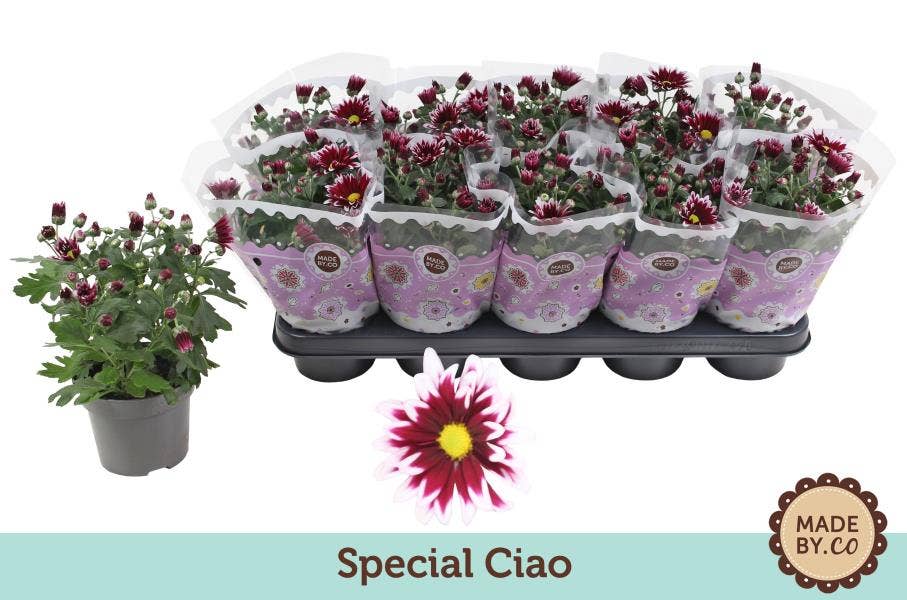 Chrysanthemum Ciao