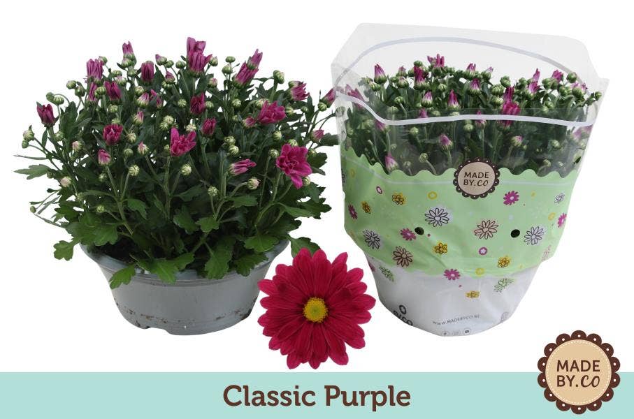 Chrysanthemum Classic Purple