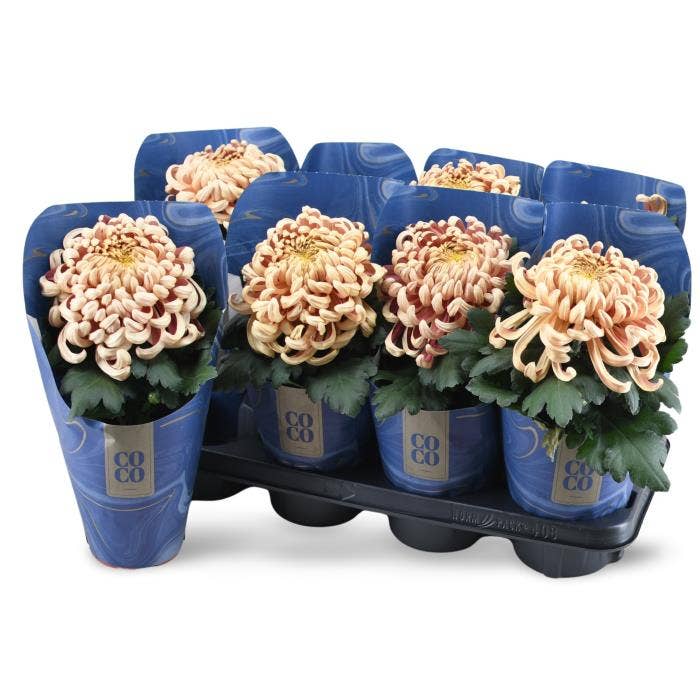 Chrysanthemum CoCo Copper