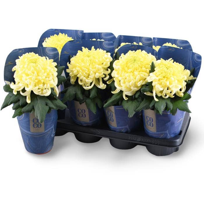 Chrysanthemum CoCo Cream