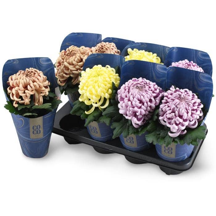 Chrysanthemum CoCo mixlaag in Potcover