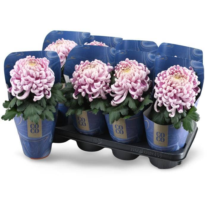 Chrysanthemum CoCo Pink