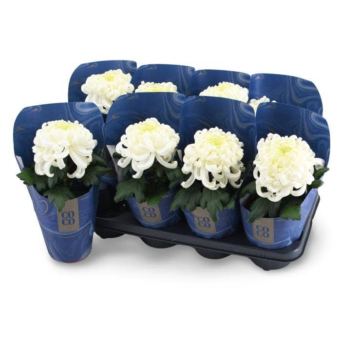 Chrysanthemum CoCo White 