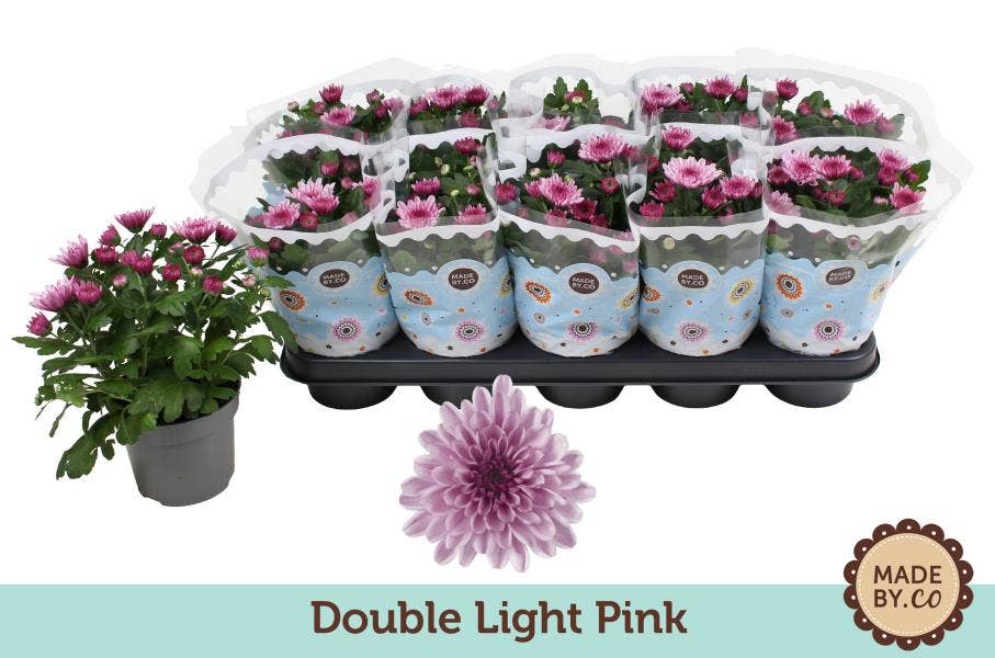 Chrysanthemum Double Light Pink