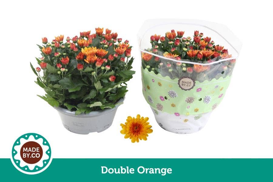 Chrysanthemum Double Orange (per layer)