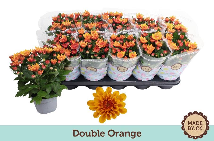 Chrysanthemum Double Orange