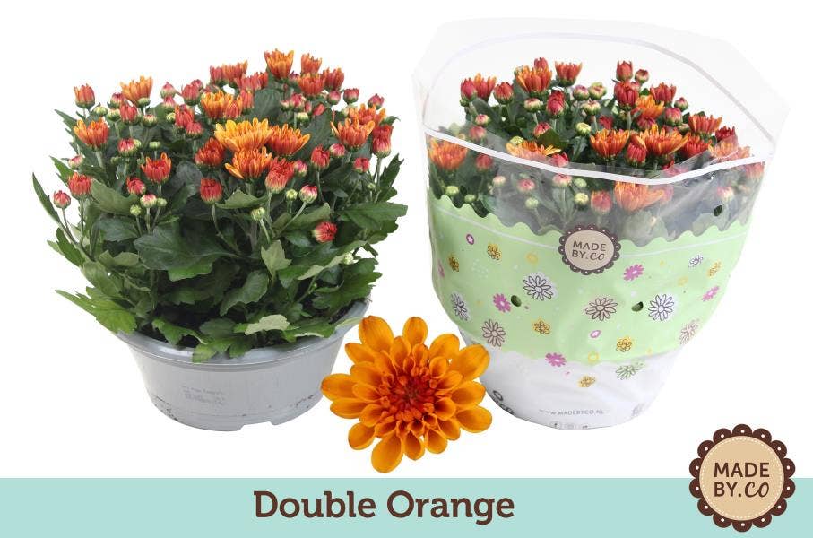 Chrysanthemum Double Oranje