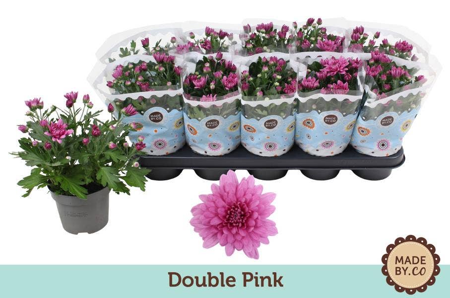 Chrysanthemum Double Pink
