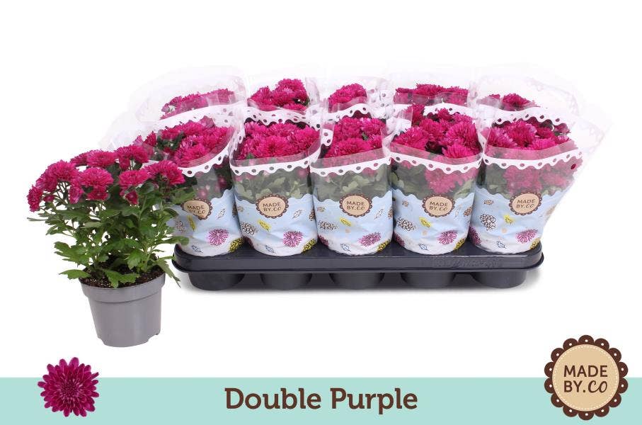 Chrysanthemum Double Purple