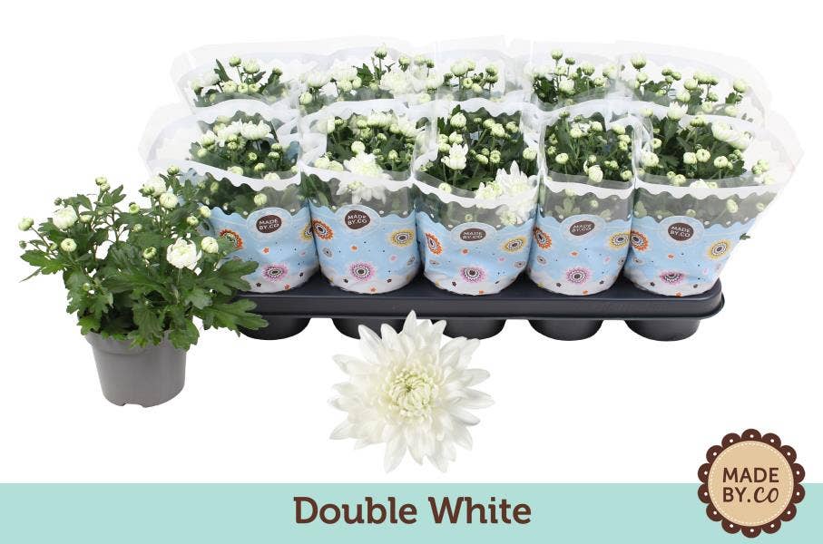 Chrysanthemum Double White