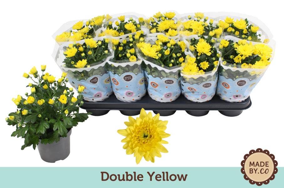 Chrysanthemum Double Yellow