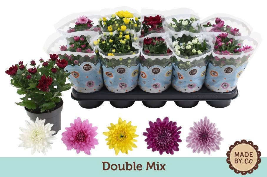 Chrysanthemum Double