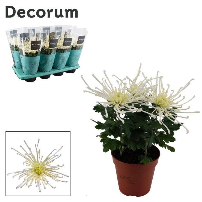 Chrysanthemum Fireworks Cream