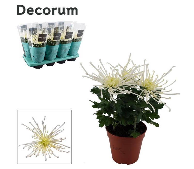 Chrysanthemum Fireworks Cream