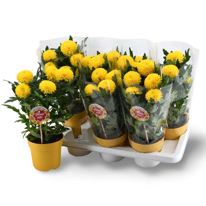 Chrysanthemum Flowerpops Abbey Yellow