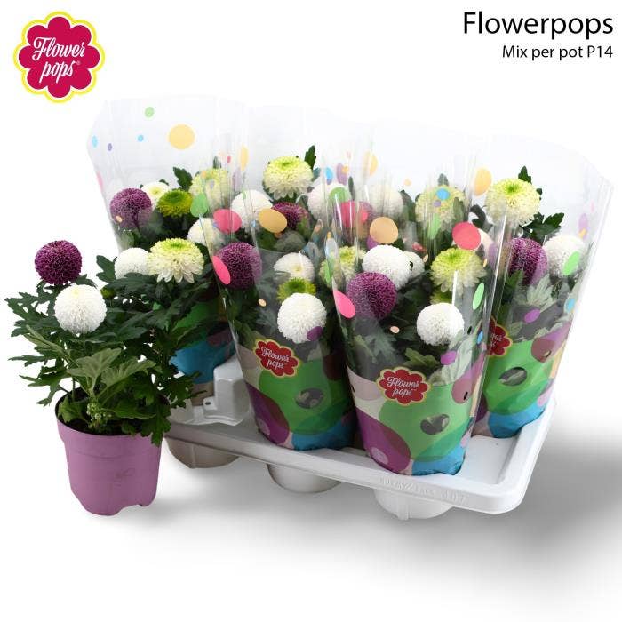 Chrysanthemum Flowerpops