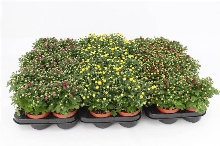 Chrysanthemum Gardenmum Mix Layer