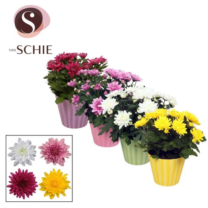 Chrysanthemum Grandezza in Potcover