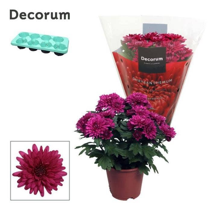 Chrysanthemum Grandezza Purple