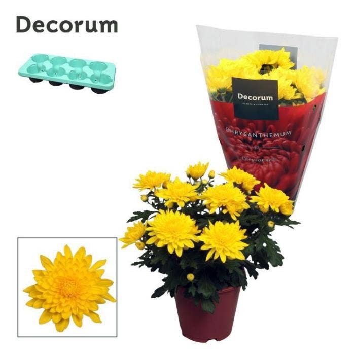 Chrysanthemum Grandezza Yellow