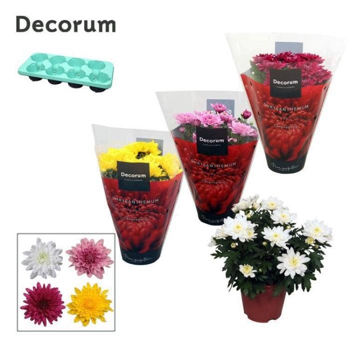 Chrysanthemum Grandezza