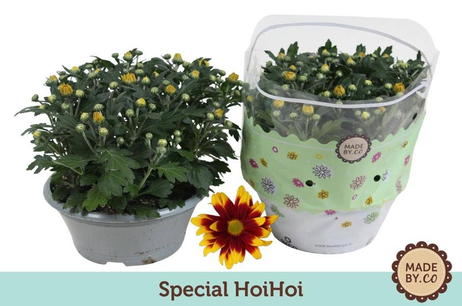 Chrysanthemum HoiHoi (per layer)
