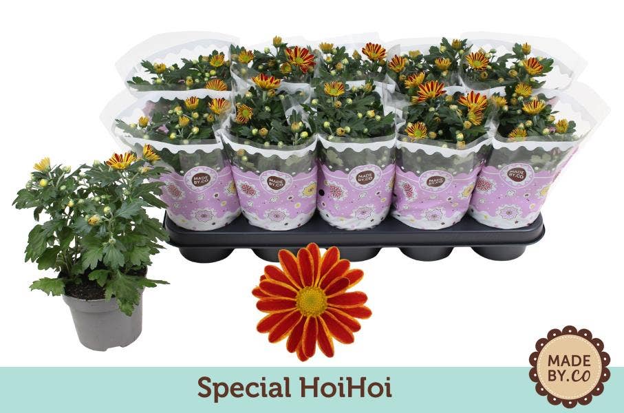 Chrysanthemum HoiHoi