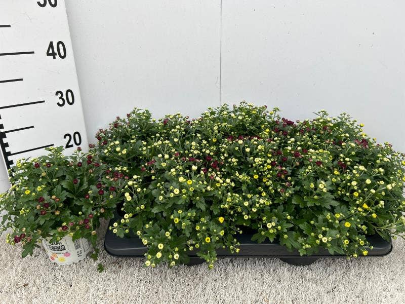 Chrysanthemum ind. 'Gardenmum Carnaval'