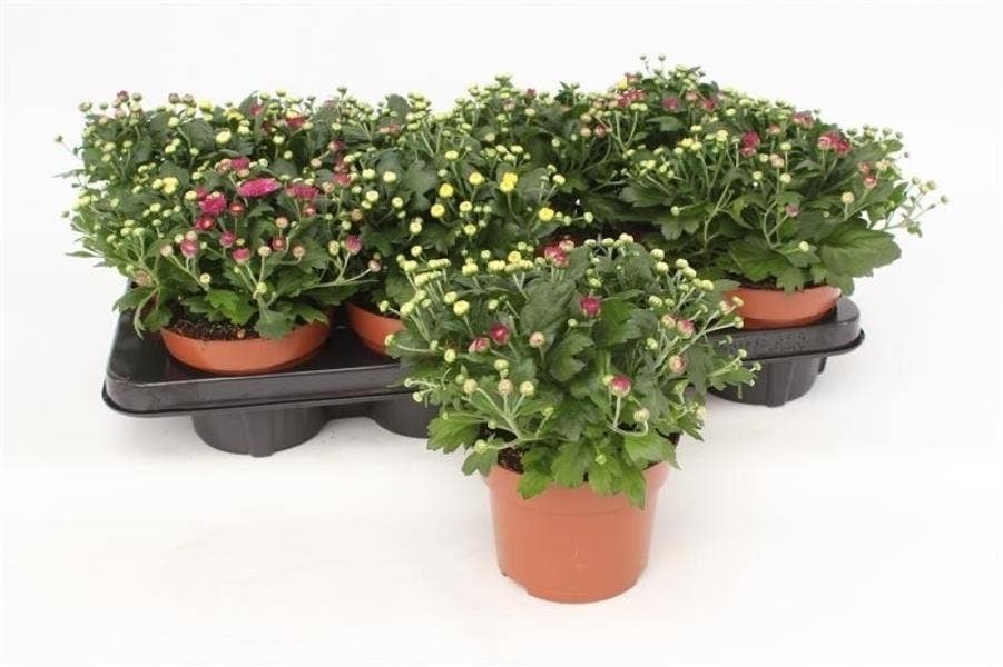 Chrysanthemum ind. 'Gardenmum Rosanna'