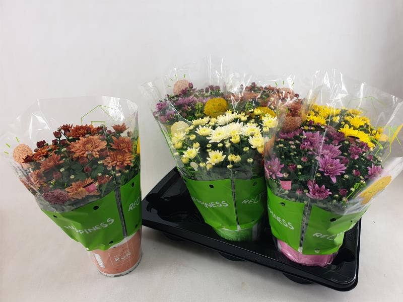 Chrysanthemum ind. 'Homerun'