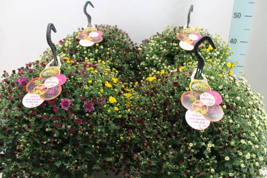 Chrysanthemum ind. 'Skyfall Trio'