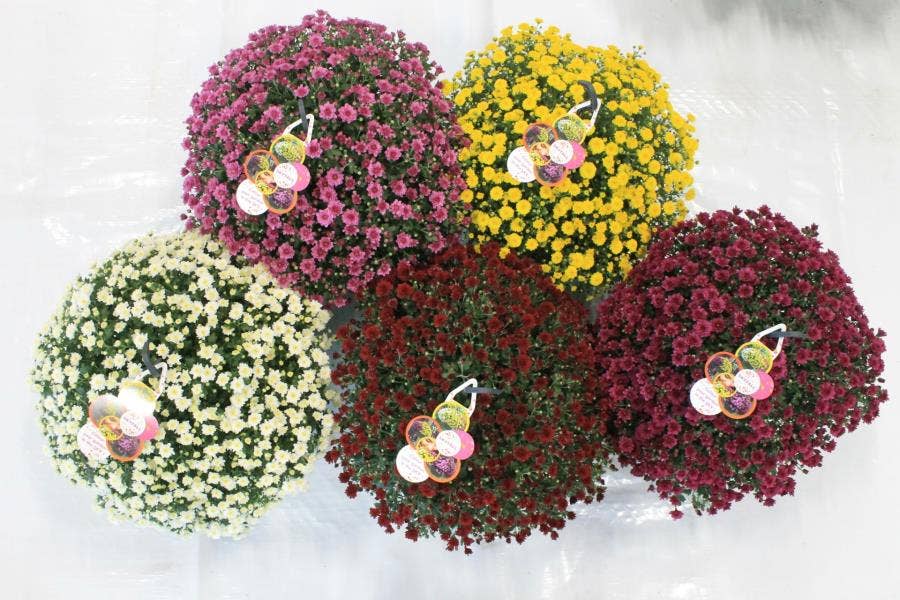 Chrysanthemum ind. 'Skyfall'