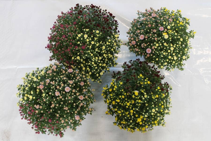 Chrysanthemum ind. 'Trio Rock and Roll'