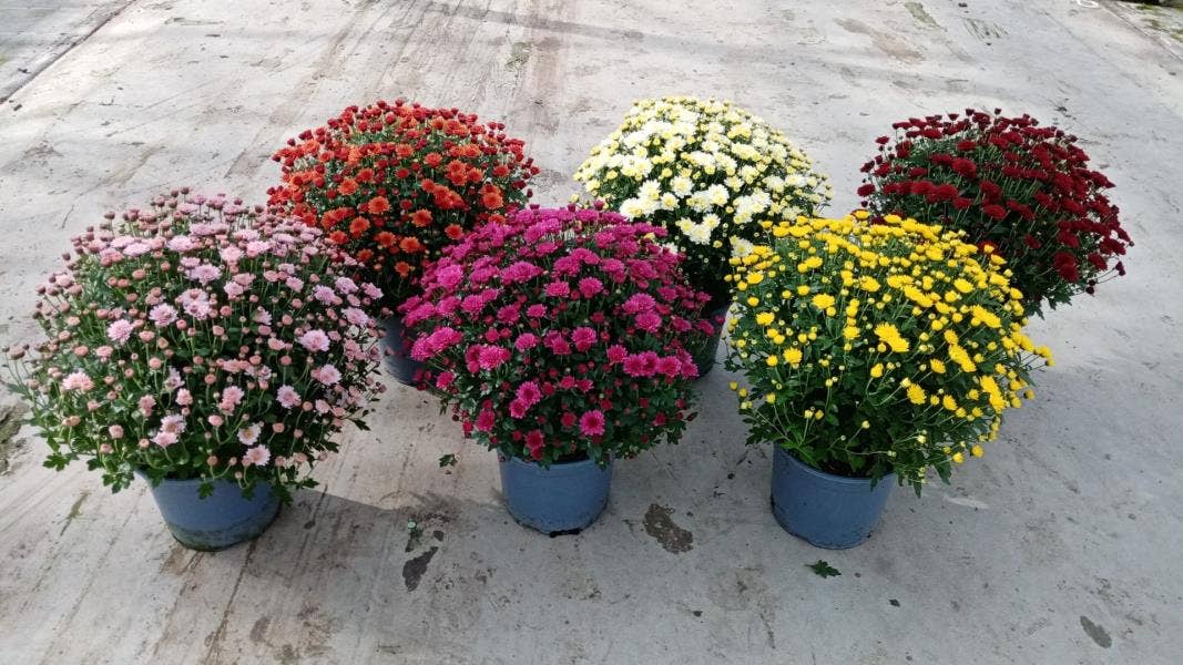 Chrysanthemum Indicum 