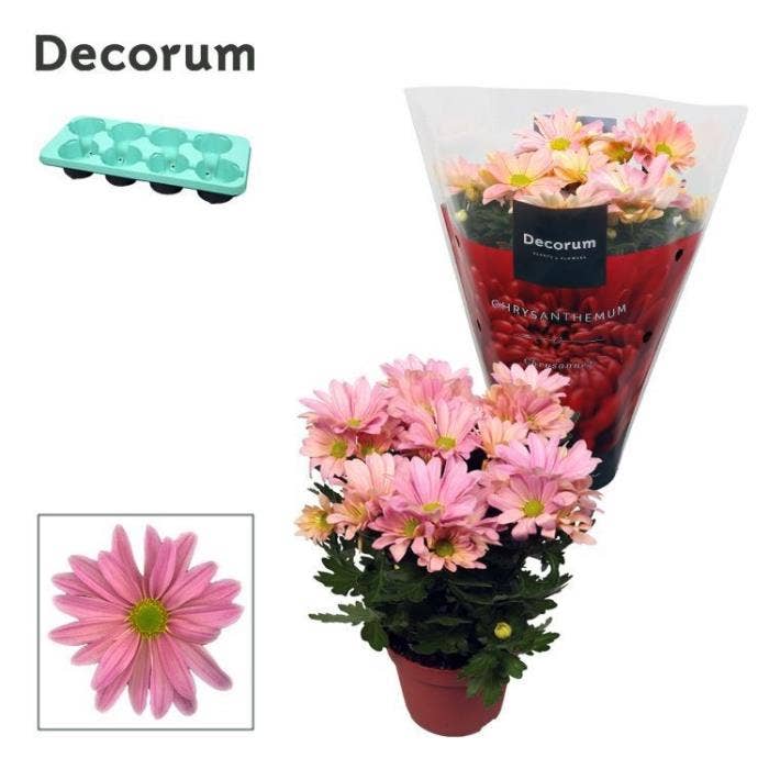 Chrysanthemum Margarita Pink