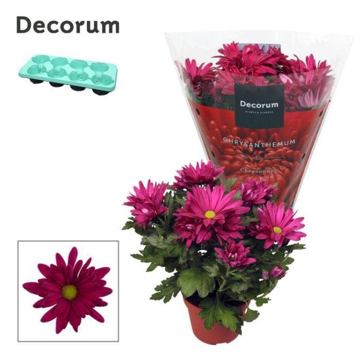 Chrysanthemum Margarita Purple