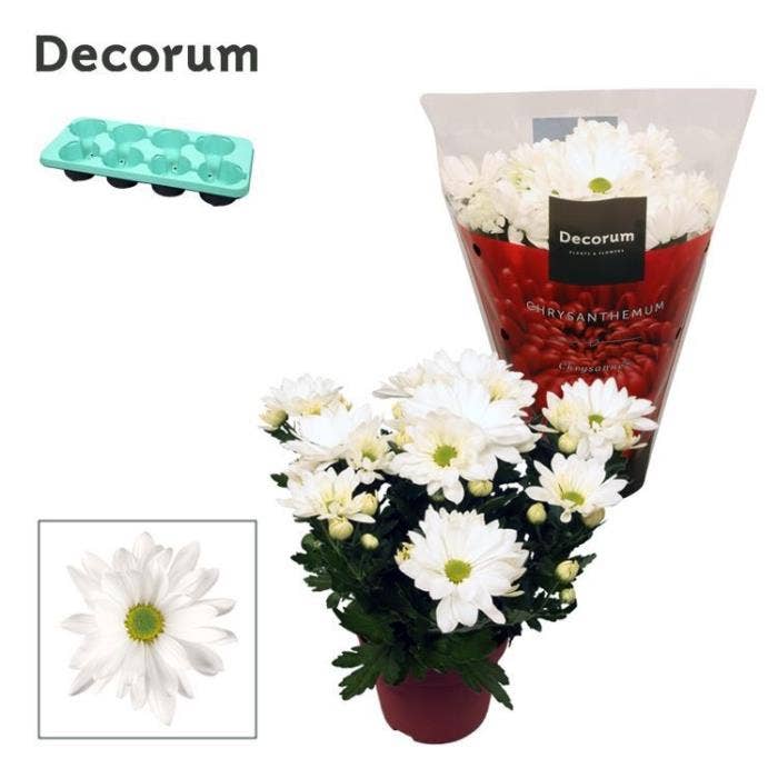 Chrysanthemum Margarita White