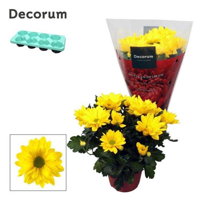 Chrysanthemum Margarita Yellow
