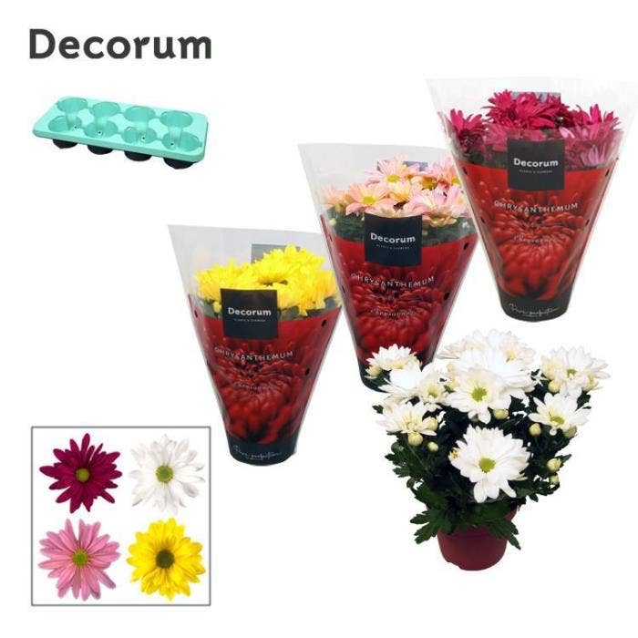 Chrysanthemum Margarita