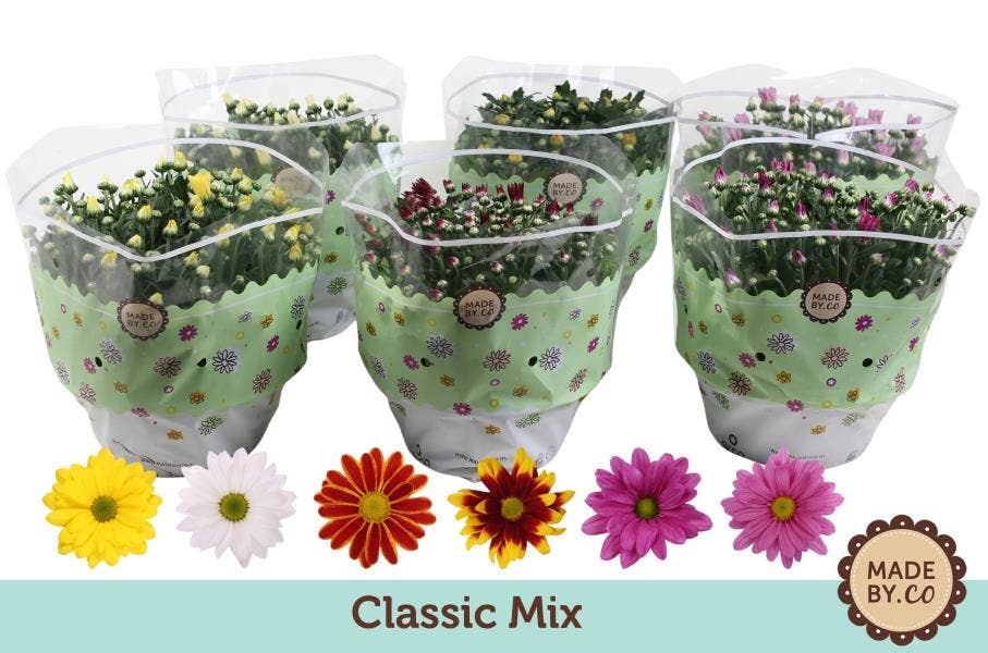 Chrysanthemum (per layer)