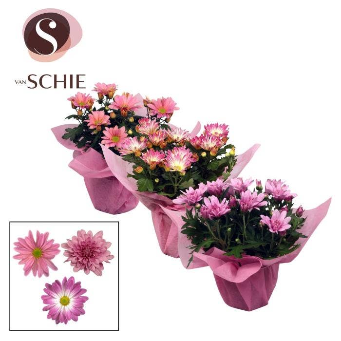 Chrysanthemum Pink in wrap