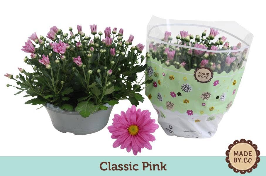 Chrysanthemum Pink (per layer)