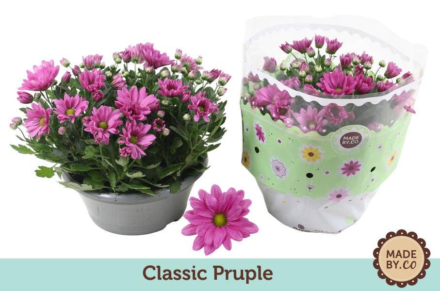 Chrysanthemum Purple (per layer)