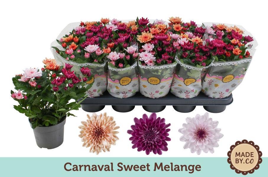 Chrysanthemum Sweet Melange