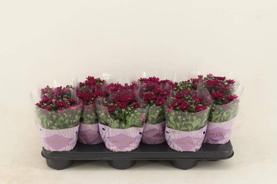 Chrysanthemum Swifty Purple