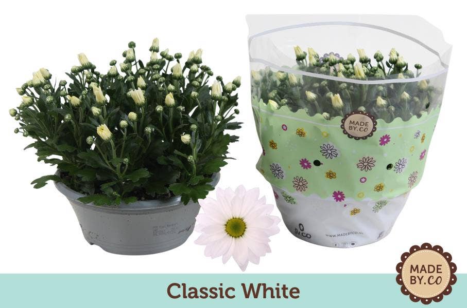 Chrysanthemum White (per layer)